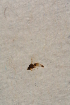  ( - BIOUG07805-E01)  @11 [ ] CreativeCommons - Attribution Non-Commercial Share-Alike (2015) Unspecified SNSB, Zoologische Staatssammlung Muenchen
