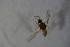  ( - BIOUG07259-F02)  @12 [ ] CreativeCommons - Attribution Non-Commercial Share-Alike (2015) Unspecified SNSB, Zoologische Staatssammlung Muenchen