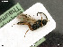  ( - BIOUG07502-G01)  @11 [ ] by-nc-sa (2020) SNSB, Staatliche Naturwissenschaftliche Sammlungen Bayerns SNSB, Zoologische Staatssammlung Muenchen