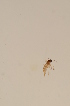  ( - BIOUG07945-H08)  @12 [ ] CreativeCommons - Attribution Non-Commercial Share-Alike (2015) Unspecified SNSB, Zoologische Staatssammlung Muenchen