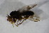  ( - BIOUG08096-C01)  @11 [ ] CreativeCommons - Attribution Non-Commercial Share-Alike (2015) Unspecified SNSB, Zoologische Staatssammlung Muenchen