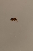  ( - BIOUG08100-F07)  @12 [ ] CreativeCommons - Attribution Non-Commercial Share-Alike (2015) Unspecified SNSB, Zoologische Staatssammlung Muenchen