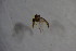 ( - BIOUG08180-G03)  @12 [ ] CreativeCommons - Attribution Non-Commercial Share-Alike (2015) Unspecified SNSB, Zoologische Staatssammlung Muenchen