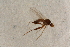  ( - BIOUG08210-A01)  @11 [ ] CreativeCommons - Attribution Non-Commercial Share-Alike (2015) Unspecified SNSB, Zoologische Staatssammlung Muenchen