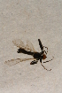 ( - BIOUG08210-B01)  @11 [ ] CreativeCommons - Attribution Non-Commercial Share-Alike (2015) Unspecified SNSB, Zoologische Staatssammlung Muenchen