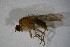  ( - BIOUG06979-F05)  @11 [ ] CreativeCommons - Attribution Non-Commercial Share-Alike (2015) Unspecified SNSB, Zoologische Staatssammlung Muenchen