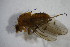  ( - BIOUG08210-C10)  @12 [ ] CreativeCommons - Attribution Non-Commercial Share-Alike (2015) Unspecified SNSB, Zoologische Staatssammlung Muenchen
