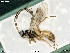  ( - BIOUG08212-D04)  @11 [ ] by-nc-sa (2020) SNSB, Staatliche Naturwissenschaftliche Sammlungen Bayerns SNSB, Zoologische Staatssammlung Muenchen