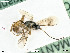  ( - BIOUG08212-F05)  @11 [ ] by-nc-sa (2020) SNSB, Staatliche Naturwissenschaftliche Sammlungen Bayerns SNSB, Zoologische Staatssammlung Muenchen