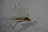  ( - BIOUG08318-A03)  @11 [ ] CreativeCommons - Attribution Non-Commercial Share-Alike (2015) Unspecified SNSB, Zoologische Staatssammlung Muenchen
