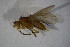  ( - BIOUG08367-A01)  @11 [ ] CreativeCommons - Attribution Non-Commercial Share-Alike (2015) Unspecified SNSB, Zoologische Staatssammlung Muenchen