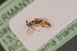  ( - BIOUG08368-C09)  @11 [ ] by-nc-sa (2020) SNSB, Staatliche Naturwissenschaftliche Sammlungen Bayerns SNSB, Zoologische Staatssammlung Muenchen