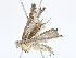  ( - CBG-A13309-G05)  @11 [ ] CreativeCommons - Attribution Share-Alike (2023) CBG Photography Group Centre for Biodiversity Genomics