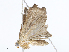  ( - CBG-A13309-H04)  @11 [ ] CreativeCommons - Attribution Share-Alike (2023) CBG Photography Group Centre for Biodiversity Genomics