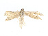  ( - CBG-A13310-F02)  @11 [ ] CreativeCommons - Attribution Share-Alike (2023) CBG Photography Group Centre for Biodiversity Genomics