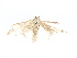  ( - CBG-A13310-F03)  @11 [ ] CreativeCommons - Attribution Share-Alike (2023) CBG Photography Group Centre for Biodiversity Genomics