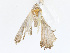  ( - CBG-A16679-D02)  @11 [ ] CreativeCommons - Attribution Share-Alike (2023) CBG Photography Group Centre for Biodiversity Genomics