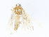  ( - CBG-A16679-G12)  @11 [ ] CreativeCommons - Attribution Share-Alike (2023) CBG Photography Group Centre for Biodiversity Genomics