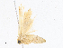  (Hypersada - CBG-A16680-H02)  @11 [ ] CreativeCommons - Attribution Share-Alike (2023) CBG Photography Group Centre for Biodiversity Genomics