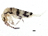 ( - BIOUG04380-A09)  @14 [ ] CreativeCommons - Attribution (2013) CBG Photography Group Centre for Biodiversity Genomics