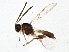  (Lysiphlebus fabarum - BIOUG02772-F06)  @13 [ ] CreativeCommons - Attribution (2013) CBG Photography Group Centre for Biodiversity Genomics
