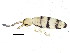  ( - BIOUG04495-C07)  @14 [ ] CreativeCommons - Attribution (2013) CBG Photography Group Centre for Biodiversity Genomics