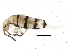  ( - BIOUG04495-G07)  @14 [ ] CreativeCommons - Attribution (2013) CBG Photography Group Centre for Biodiversity Genomics