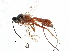  ( - BIOUG02946-F08)  @14 [ ] CreativeCommons - Attribution (2015) CBG Photography Group Centre for Biodiversity Genomics