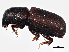 (Onycholipini - BIOUG02789-F06)  @15 [ ] CreativeCommons - Attribution (2013) CBG Photography Group Centre for Biodiversity Genomics