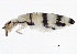  ( - BIOUG04693-C06)  @14 [ ] CreativeCommons - Attribution (2013) CBG Photography Group Centre for Biodiversity Genomics
