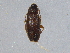  (Canifa pusilla - BIOUG02943-F04)  @13 [ ] CreativeCommons - Attribution (2012) CBG Photography Group Centre for Biodiversity Genomics