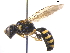  (Crossocerus nitidiventris - BIOUG02949-D12)  @13 [ ] CreativeCommons - Attribution (2012) CBG Photography Group Centre for Biodiversity Genomics