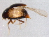  ( - BIOUG03015-C05)  @12 [ ] CreativeCommons - Attribution (2012) CBG Photography Group Centre for Biodiversity Genomics