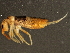  ( - BIOUG04778-C10)  @15 [ ] CreativeCommons - Attribution (2013) CBG Photography Group Centre for Biodiversity Genomics