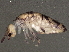  ( - BIOUG04778-E08)  @15 [ ] CreativeCommons - Attribution (2013) CBG Photography Group Centre for Biodiversity Genomics