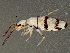  ( - BIOUG04815-D03)  @14 [ ] CreativeCommons - Attribution (2013) CBG Photography Group Centre for Biodiversity Genomics