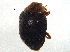  (Scymnus kansanus - BIOUG03582-E06)  @14 [ ] CreativeCommons - Attribution (2013) CBG Photography Group Centre for Biodiversity Genomics