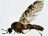  ( - BIOUG04231-F10)  @13 [ ] CreativeCommons - Attribution (2013) CBG Photography Group Centre for Biodiversity Genomics