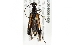  (Strangalepta - BIOUG04006-H09)  @14 [ ] CreativeCommons - Attribution (2013) CBG Photography Group Centre for Biodiversity Genomics
