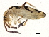  ( - BIOUG04556-G10)  @14 [ ] CreativeCommons - Attribution (2013) CBG Photography Group Centre for Biodiversity Genomics