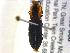  ( - BIOUG04558-C06)  @12 [ ] CreativeCommons - Attribution (2013) CBG Photography Group Centre for Biodiversity Genomics