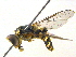  ( - BIOUG04381-E04)  @14 [ ] CreativeCommons - Attribution (2013) CBG Photography Group Centre for Biodiversity Genomics