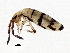  ( - BIOUG04664-D04)  @14 [ ] CreativeCommons - Attribution (2013) CBG Photography Group Centre for Biodiversity Genomics
