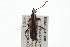  ( - BIOUG04711-B01)  @13 [ ] CreativeCommons - Attribution (2013) CBG Photography Group Centre for Biodiversity Genomics