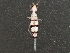  ( - BIOUG04728-H08)  @14 [ ] CreativeCommons - Attribution (2013) CBG Photography Group Centre for Biodiversity Genomics