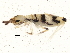  ( - BIOUG04770-F11)  @14 [ ] CreativeCommons - Attribution (2013) CBG Photography Group Centre for Biodiversity Genomics