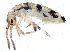  ( - BIOUG04811-C10)  @14 [ ] CreativeCommons - Attribution (2013) CBG Photography Group Centre for Biodiversity Genomics