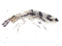  ( - BIOUG04811-D01)  @14 [ ] CreativeCommons - Attribution (2013) CBG Photography Group Centre for Biodiversity Genomics