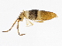  ( - BIOUG04812-F11)  @15 [ ] CreativeCommons - Attribution (2013) CBG Photography Group Centre for Biodiversity Genomics
