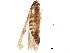  ( - BIOUG04809-A12)  @11 [ ] CreativeCommons - Attribution (2018) CBG Photography Group Centre for Biodiversity Genomics